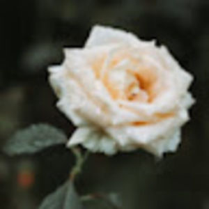 Meet your Posher, Nora